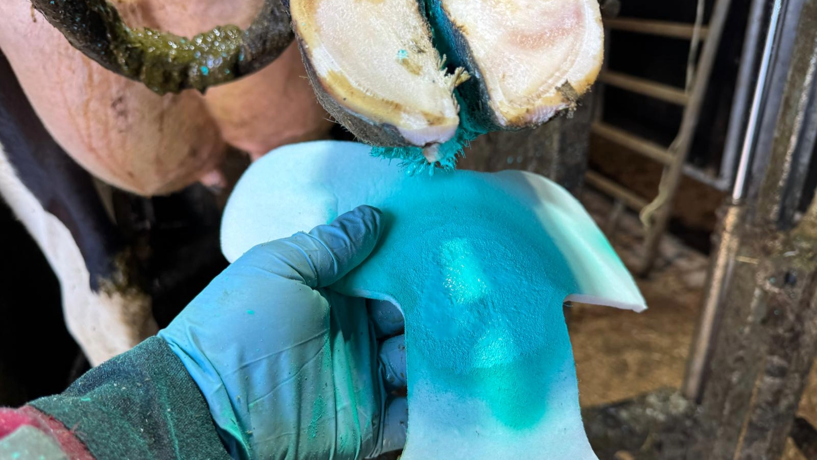 Anwendung Technovit 2-Protect Klaue