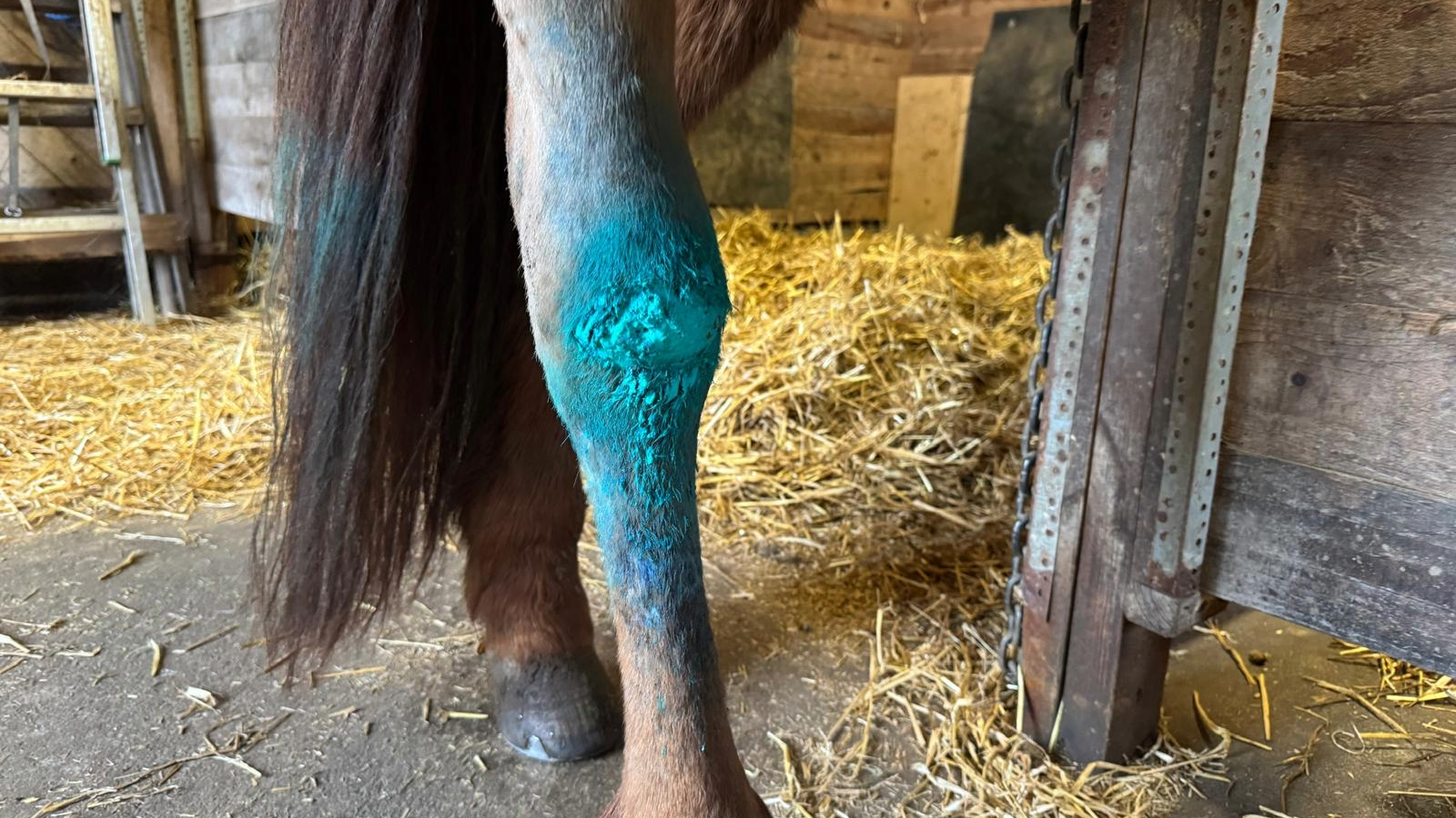 Anwendung Technovit 2-Protect Wunde Pferd