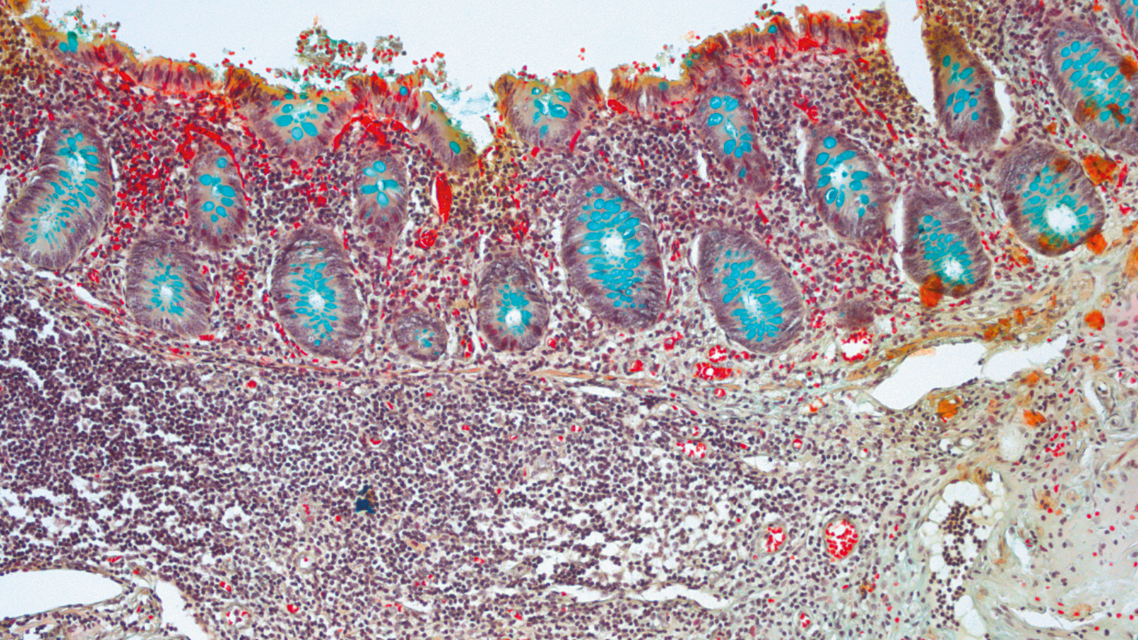 Histologie