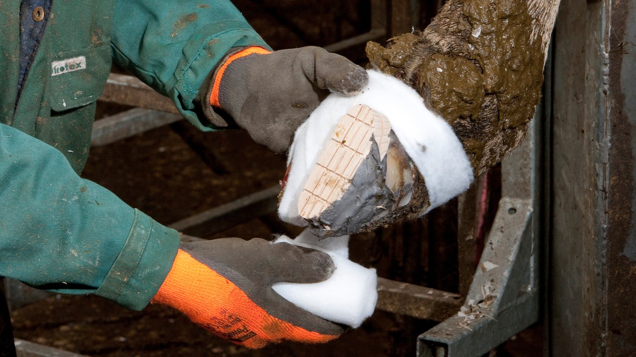 Technovit – Entlastungshilfe bei der Klauenbehandlung